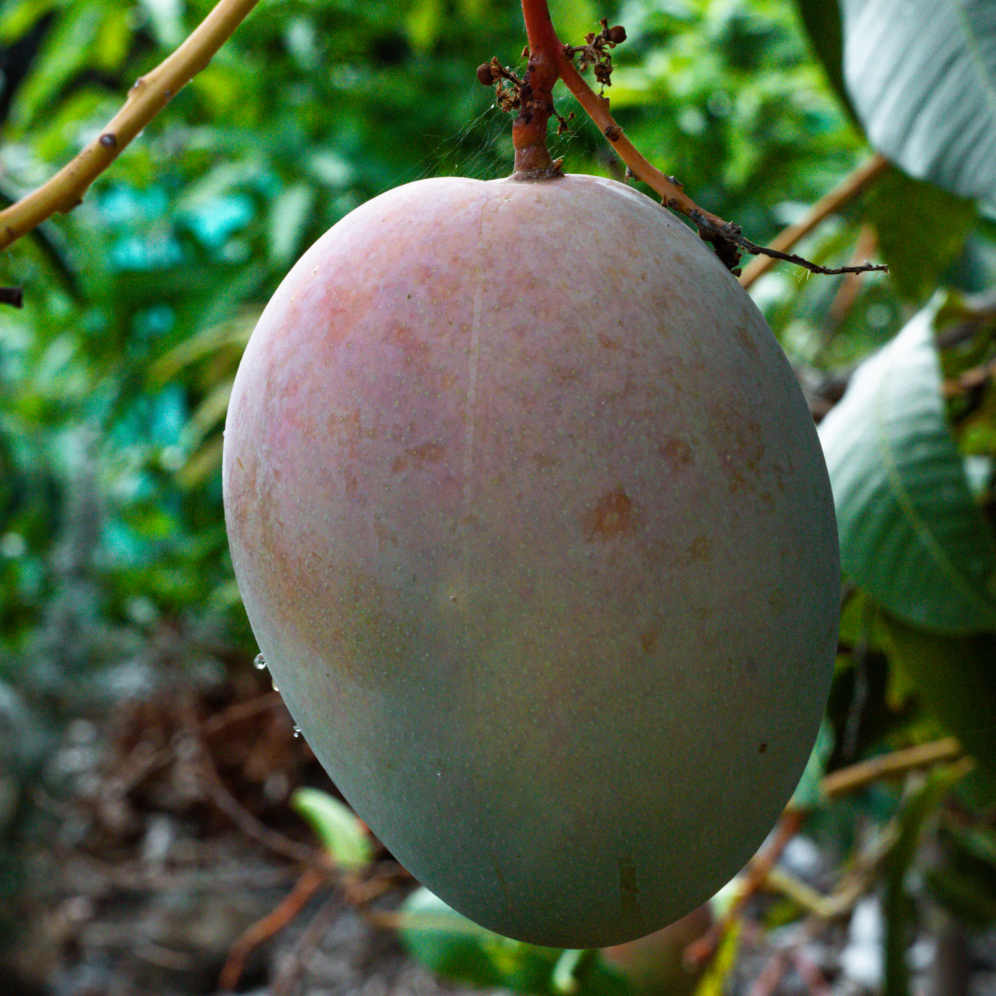 mango sber-23 copy